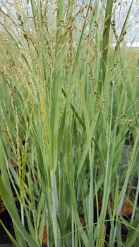 Panicum virgatum Heavy Metal